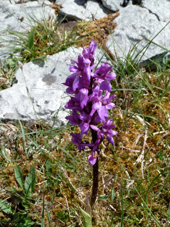 Orchid on the Burren