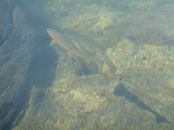 A beautiful fish swimming in the lake